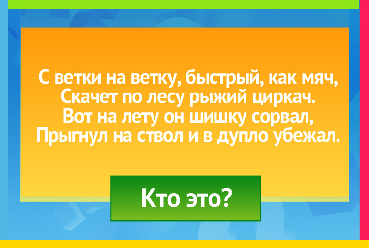 Загадка про белку. С ветки на ветку, быстрый, как мяч, Скачет по лесу рыжий циркач. Вот на лету он шишку сорвал, Прыгнул на ствол и в дупло убежал.