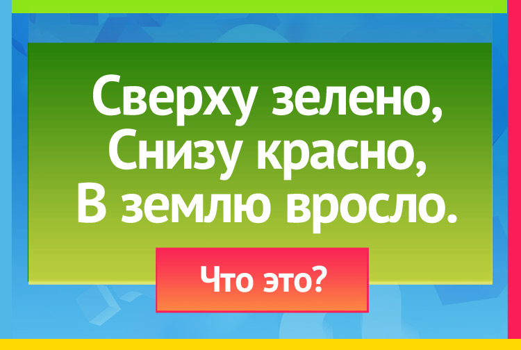 Загадка про Морковь. Сверху зелено, Снизу красно, В землю вросло.