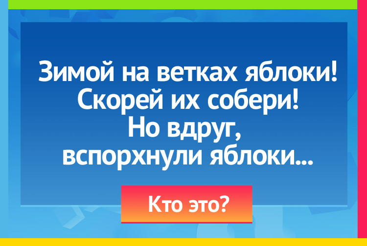 Загадка про сенгири. Зимой на ветках яблоки, Скорей их собери! Но вдруг, вспорхнули яблоки.