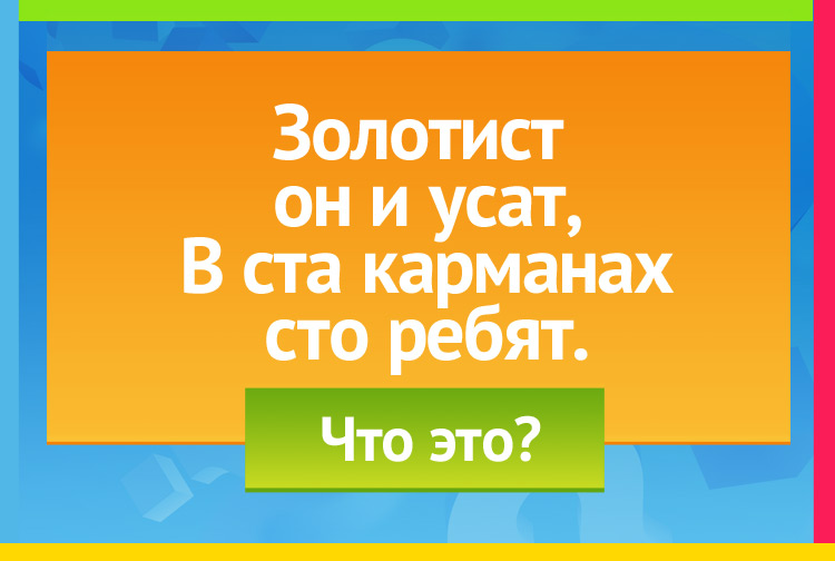 Загадка про колос (колосок). Золотист он и усат, В ста карманах, сто ребят.